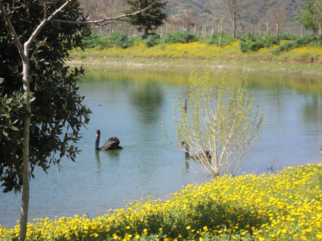 Vila Agriturismo Il Daino San Piero Patti Exteriér fotografie